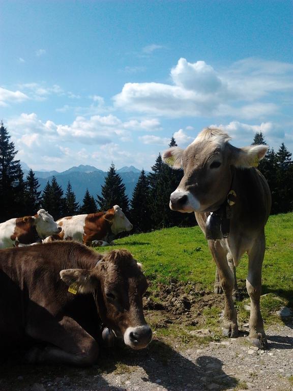 Ferienwohnungen Kral Grainau Kültér fotó